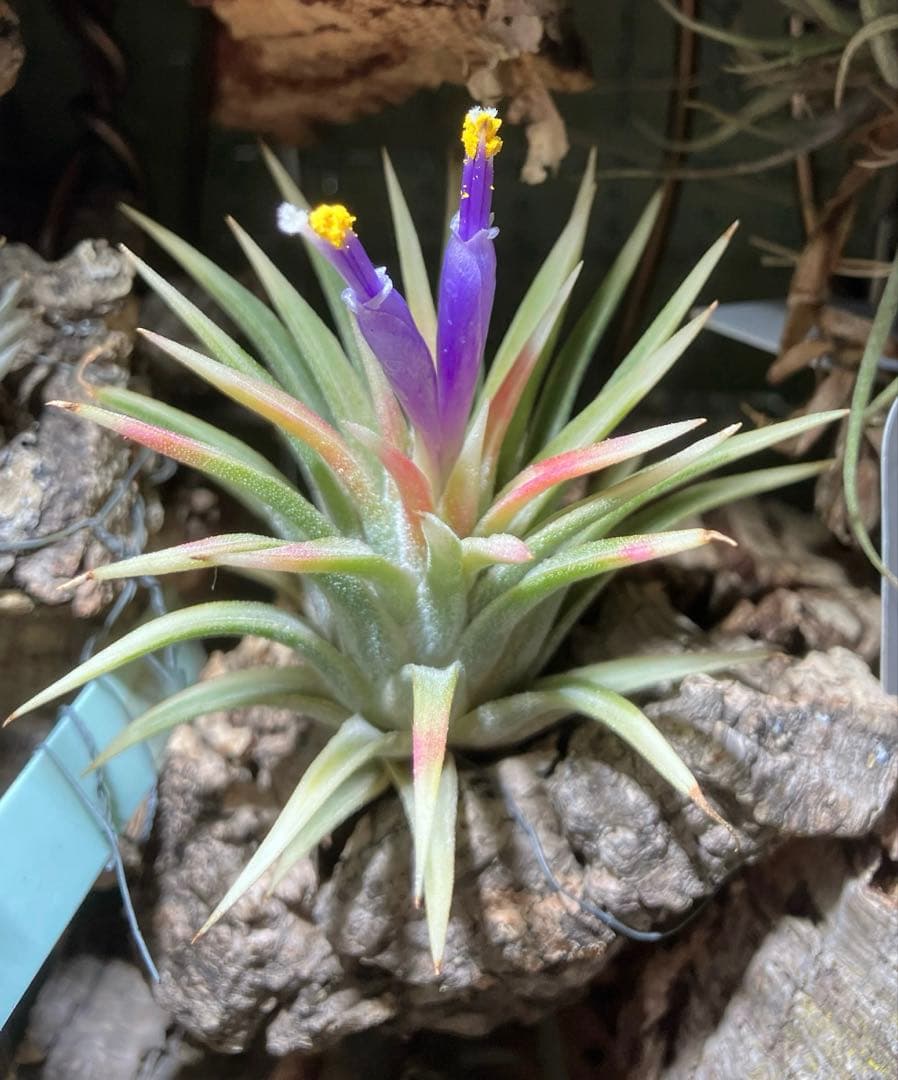 T. ionantha ‘Medio-Picta' T'S TROPICALS