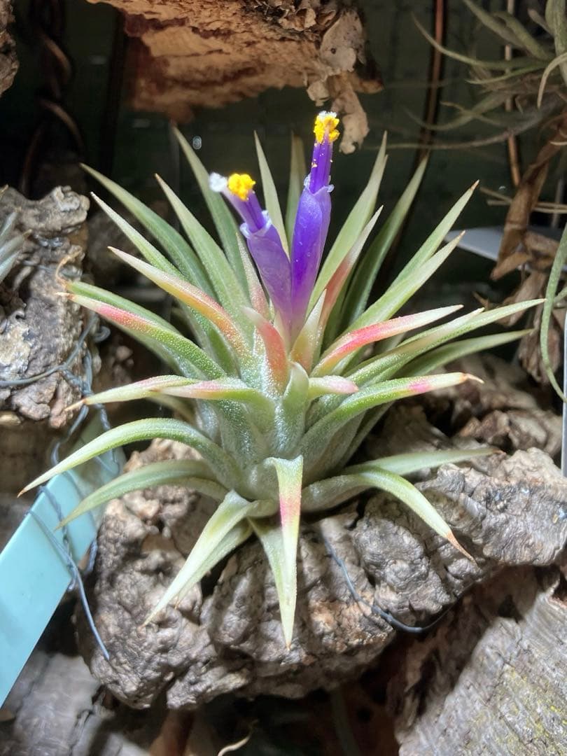 T. ionantha ‘Medio-Picta' T'S TROPICALS