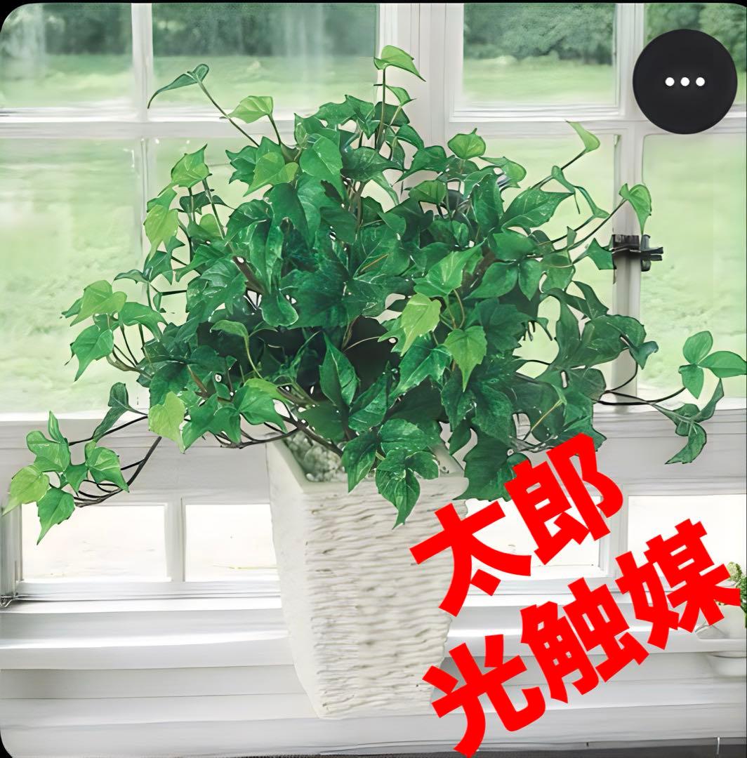 光触媒　人工観葉植物　ウォールグリーン　フェイクグリーン　シサスR