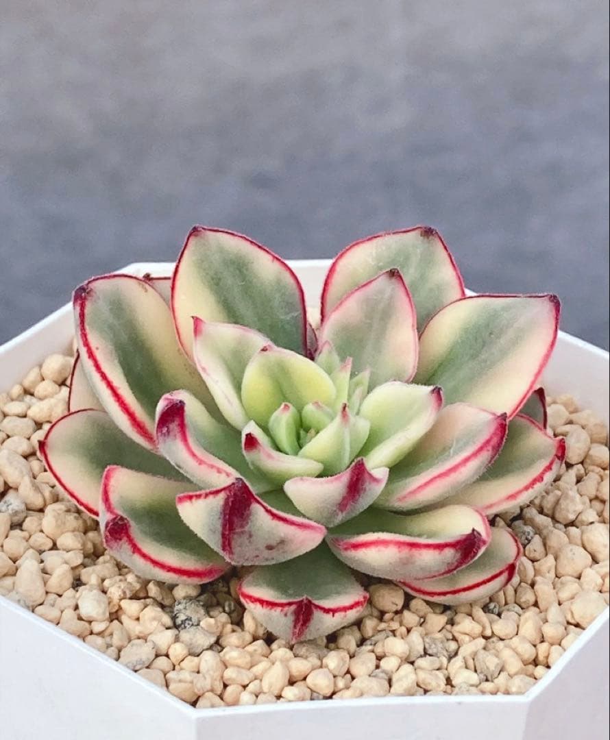 お纏め　多肉植物　覆輪❁︎ジョアンダニエル錦　カット