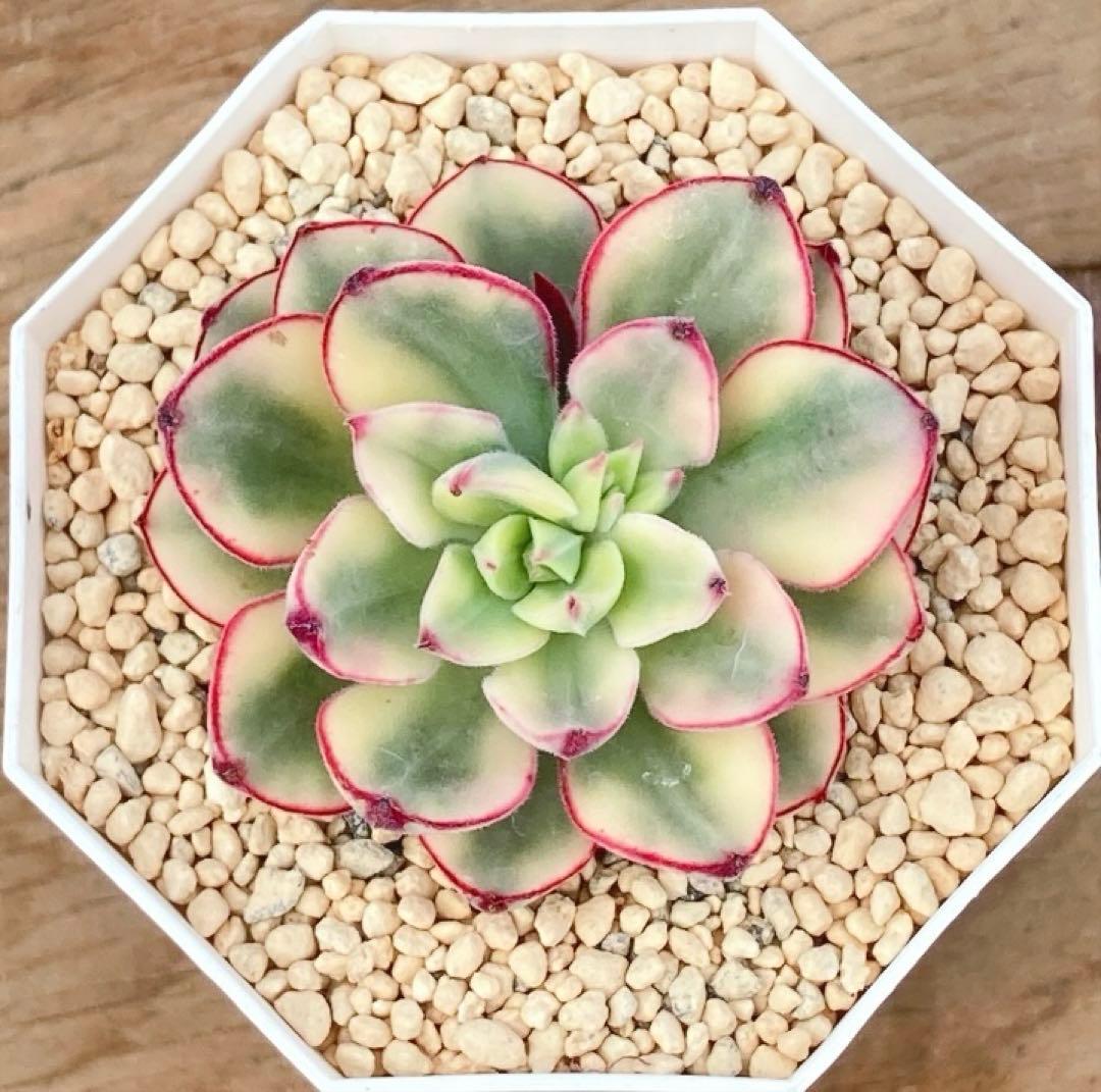 お纏め　多肉植物　覆輪❁︎ジョアンダニエル錦　カット