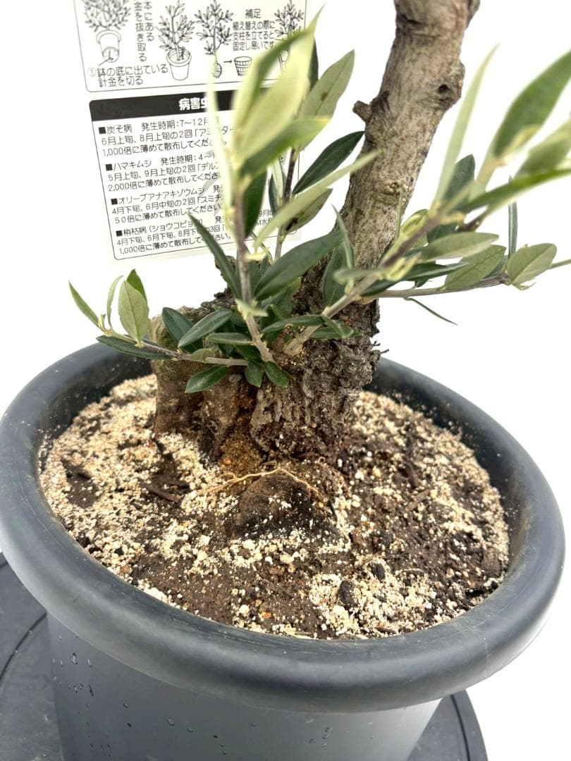 オリーブの木　古木　ピクアル　8号　約70cm　NO.829　人気品種　現品掲載