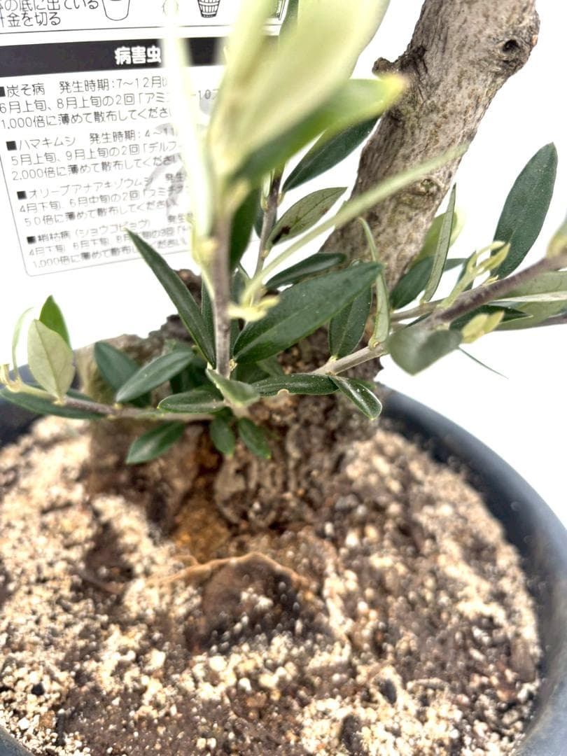 オリーブの木　古木　ピクアル　8号　約70cm　NO.829　人気品種　現品掲載