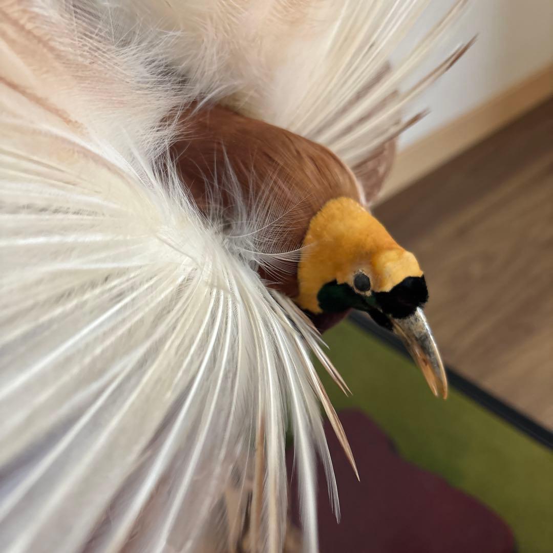 極楽鳥　剥製