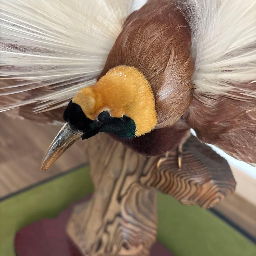 極楽鳥　剥製