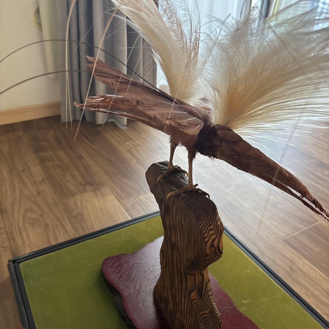 極楽鳥　剥製