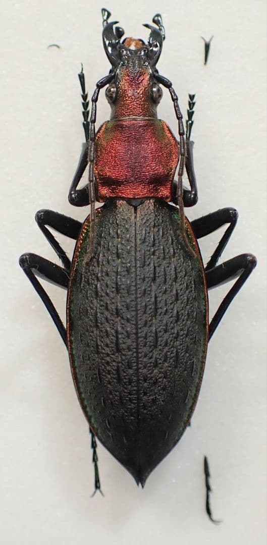 カブリモドキ　飼育交雑個体③