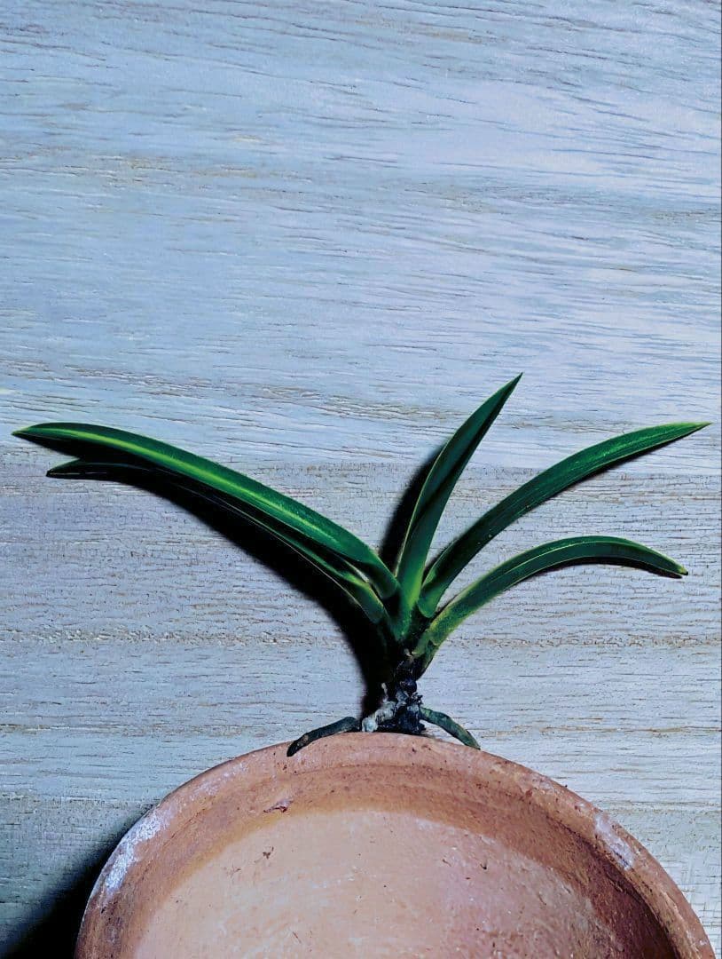 【♪金・黒祭り♪】富貴蘭　黒金牡丹縞