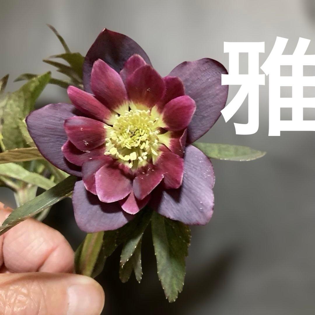 クリスマスローズ雅