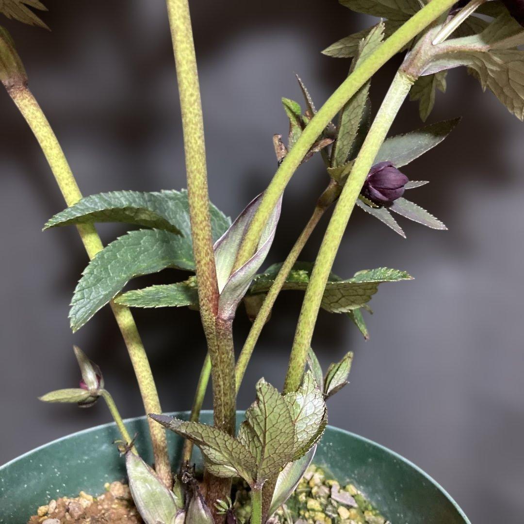 クリスマスローズ雅