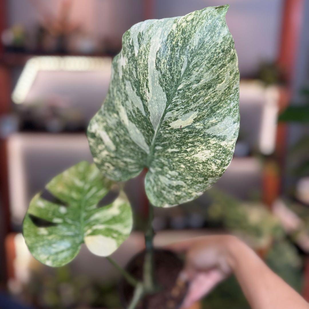 21 モンステラ　デリシオーサ　レガシー　斑入り