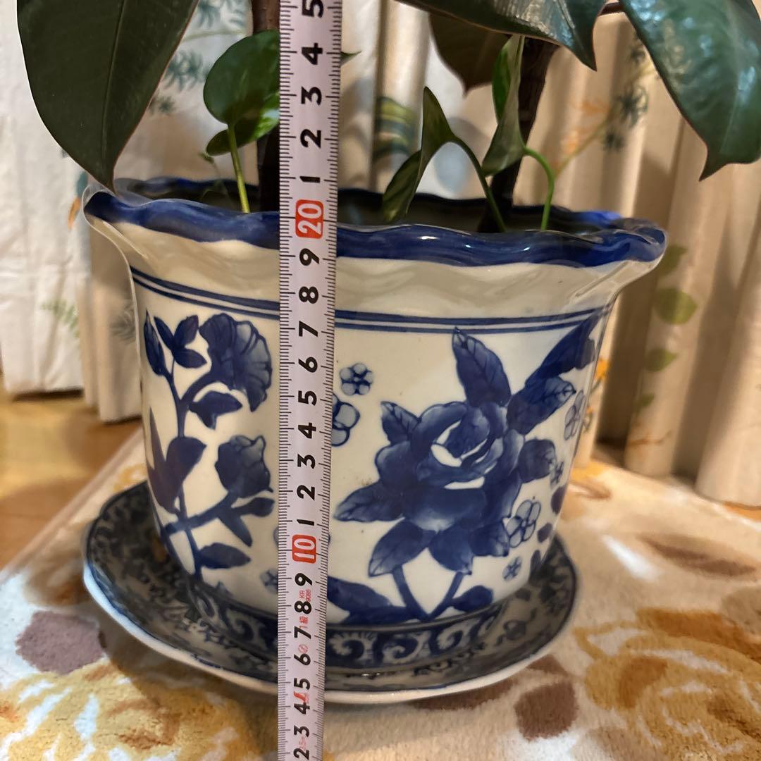 フィカス 濃緑色 約70cm 青い鉢 2.5万円購入 2本