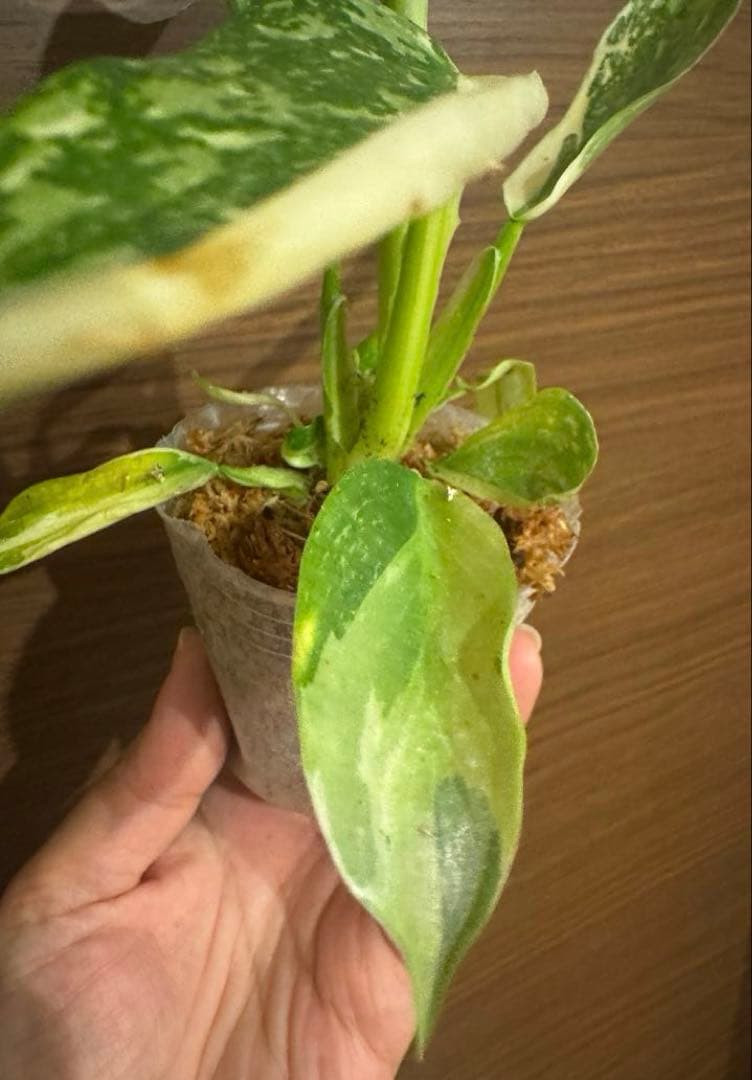 希少　レア　フィロデンドロン イルセマニー 斑入りPhilodendron