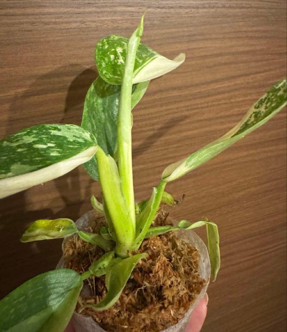 希少　レア　フィロデンドロン イルセマニー 斑入りPhilodendron