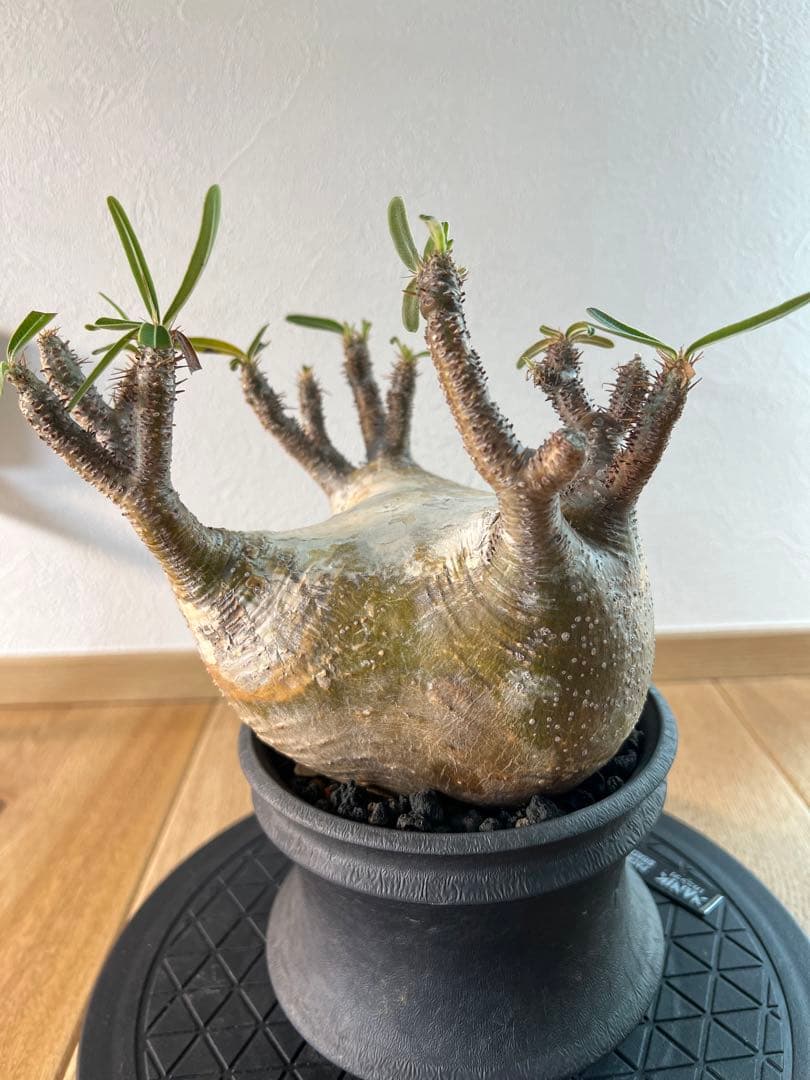 アツ　グラキリス