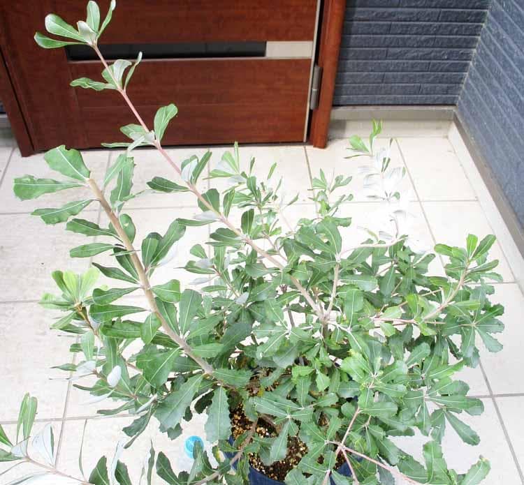 【現品】コーストバンクシア　Banksia integrifolia　８号　２Q