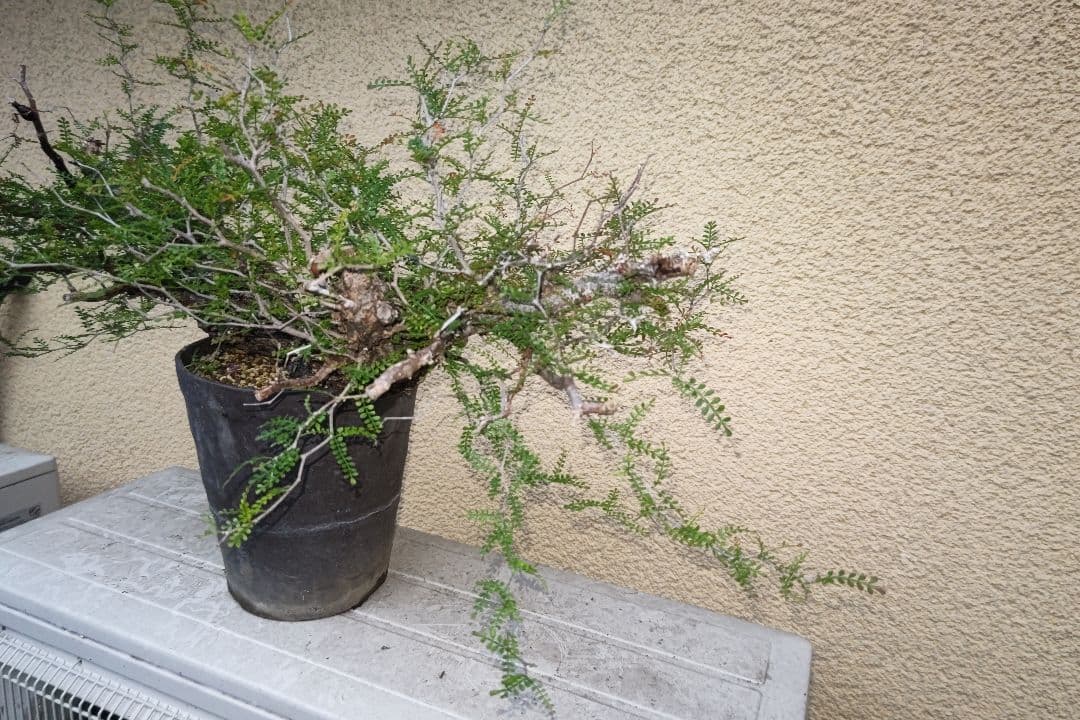 kisu　オペルクリカリア　パキプスとデカリー①