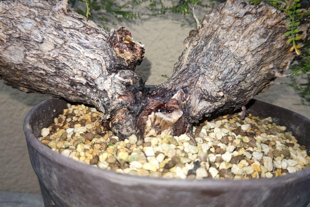 kisu　オペルクリカリア　パキプスとデカリー①