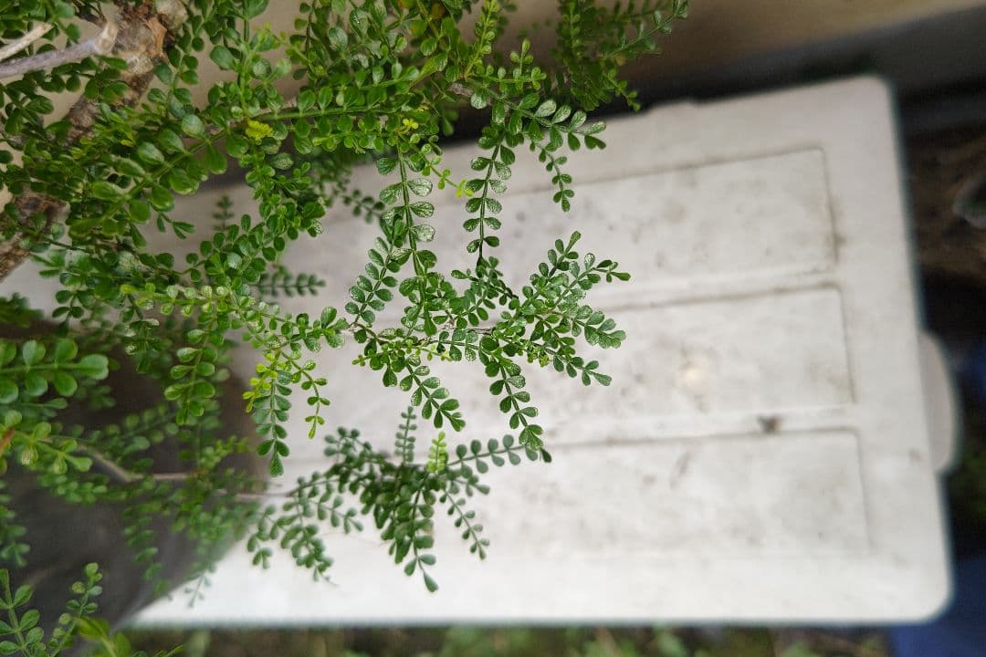 kisu　オペルクリカリア　パキプスとデカリー①