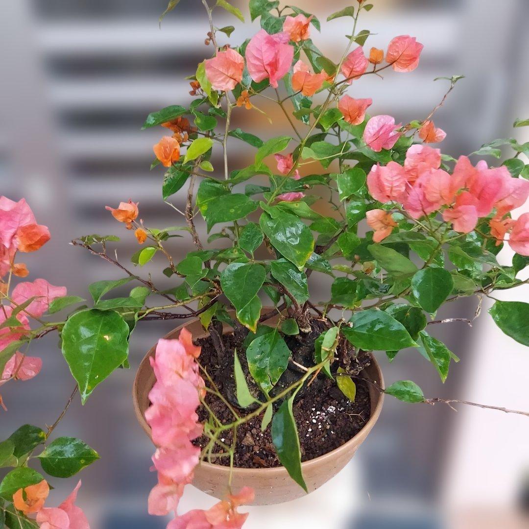 ブーゲンビリア盆栽　オレンジピンクNo73 らくらくメルカリ便発送‼️
