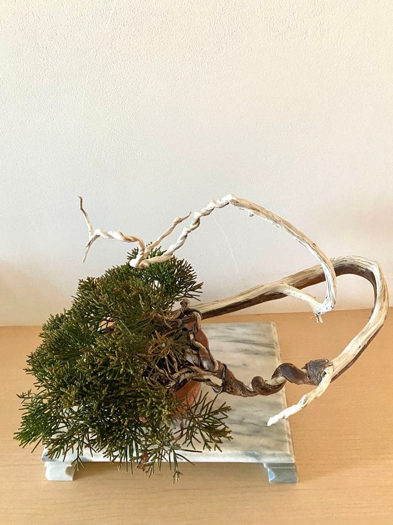 【値下げ可能】真柏　山木　盆栽　ジンシャリ　シンパク