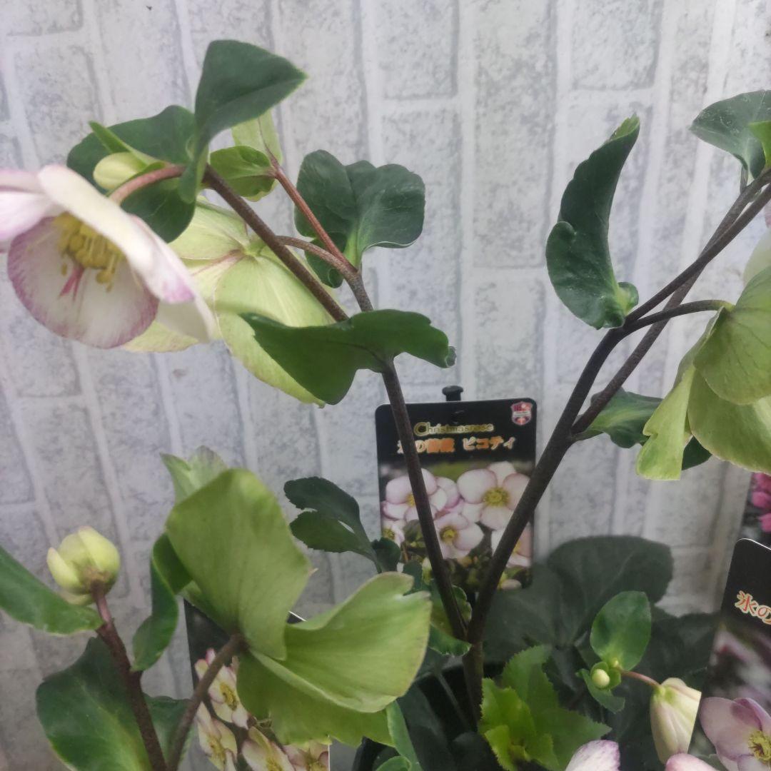 お買い得⭐️１３日入荷分⭐️クリスマスローズ⭐️氷の薔薇5号鉢⭐️5品種セット