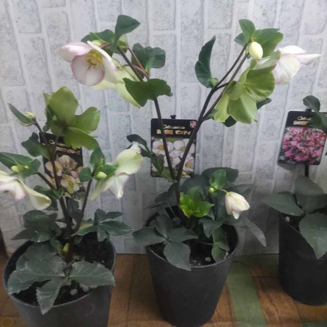 お買い得⭐️１３日入荷分⭐️クリスマスローズ⭐️氷の薔薇5号鉢⭐️5品種セット
