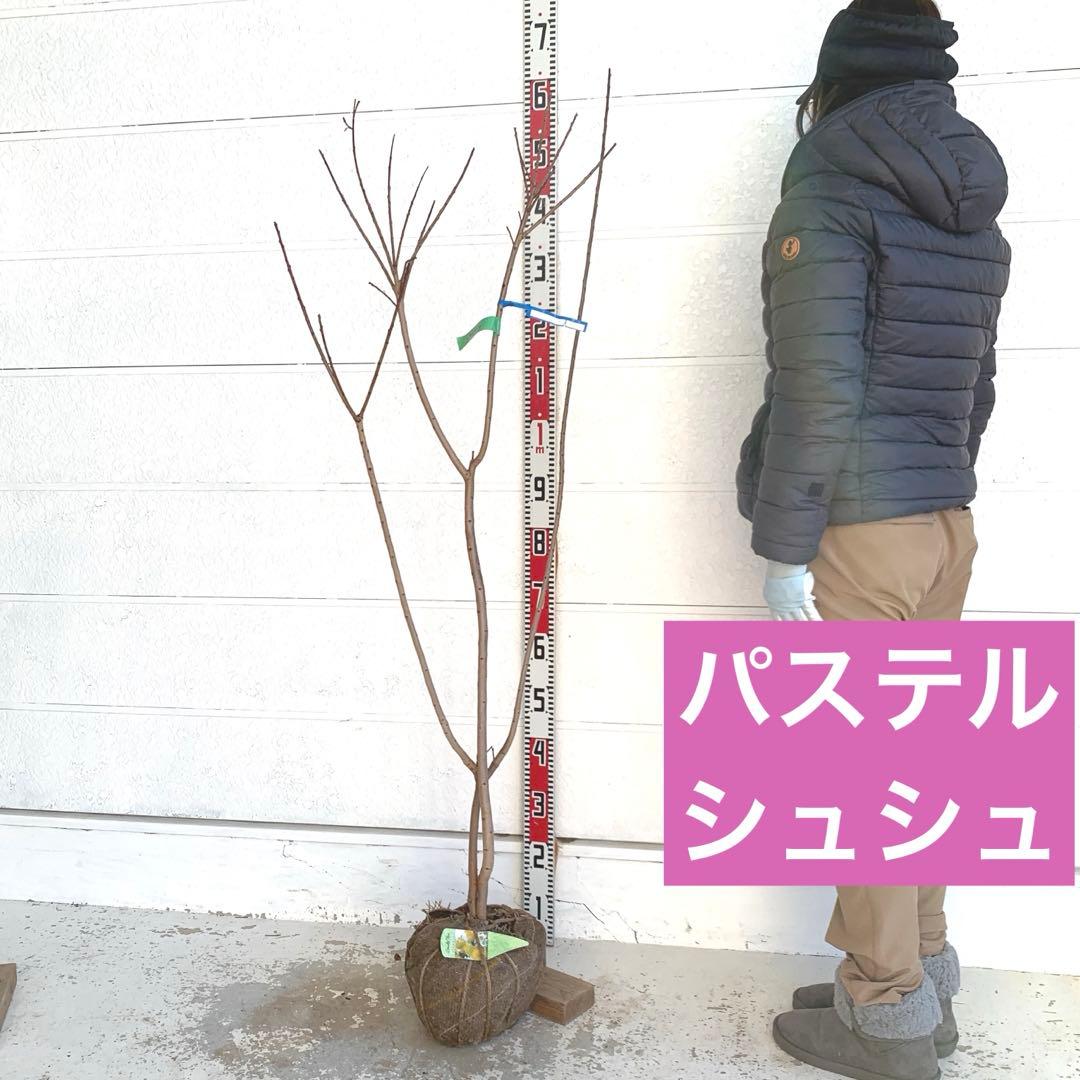 スモークツリー　パステルシュシュ　雌株　煙の木　苗木　花木　55