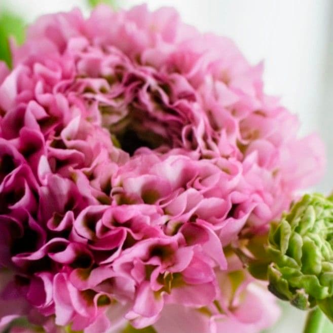 宿根草【廃盤決定】ラナンキュラス　ポンポン『ハーマイオニー』５号【大苗】♪