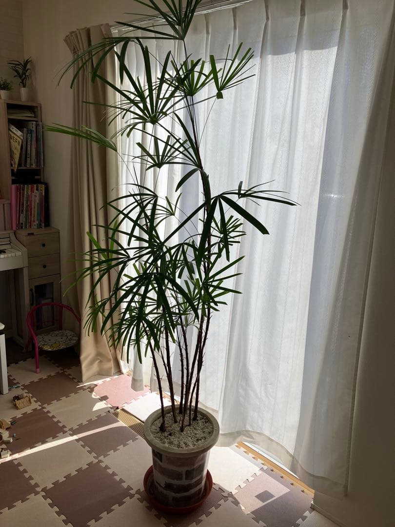 シュロチク　観葉植物　大型