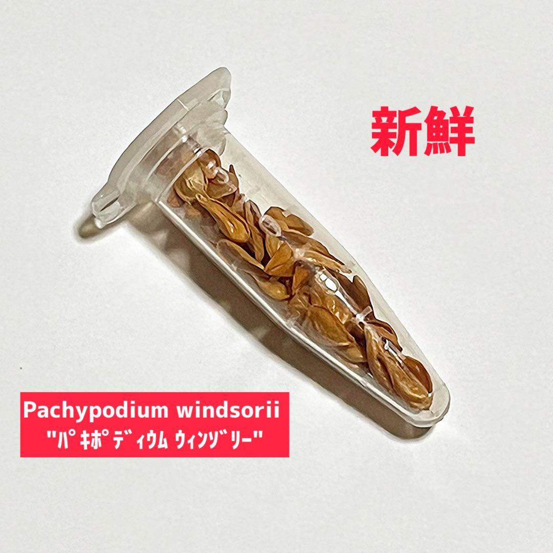 超新鮮　自家採種 パキポディウム　ウィンゾリー　種子　50粒　塊根植物