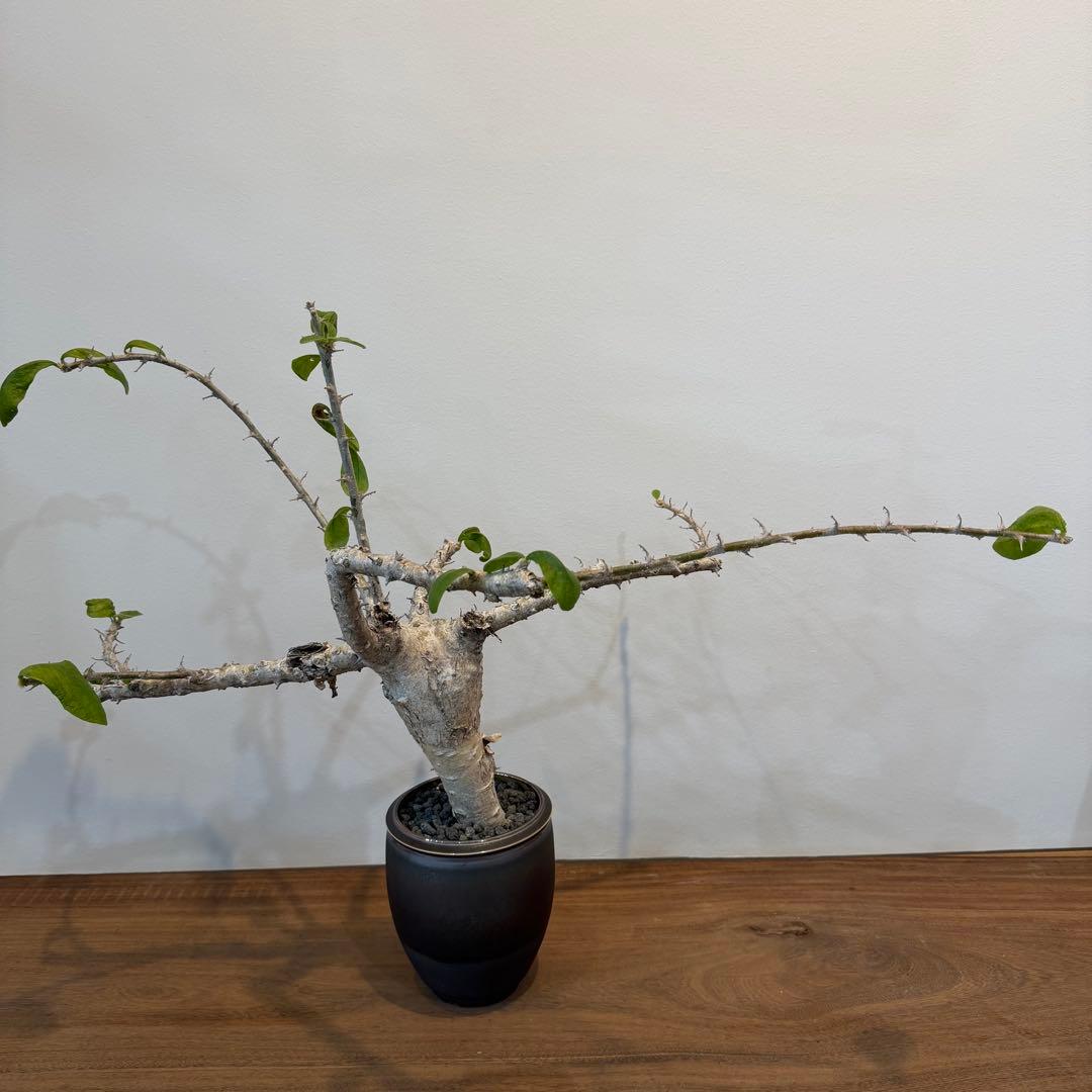 【希少大株】セサモタムナスブッセアヌス 現地球 発根済 塊根植物 サボテン