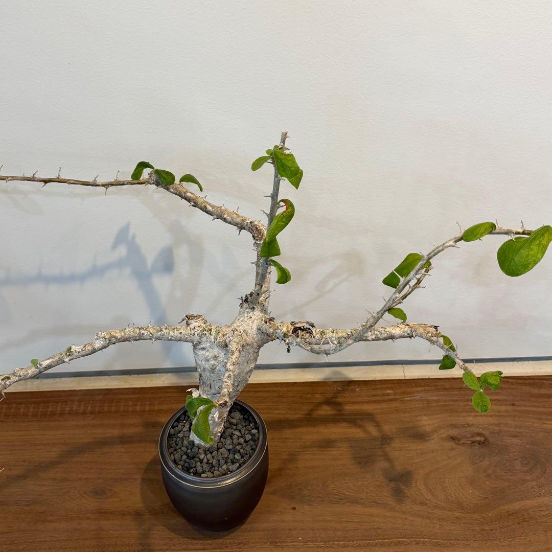 【希少大株】セサモタムナスブッセアヌス 現地球 発根済 塊根植物 サボテン
