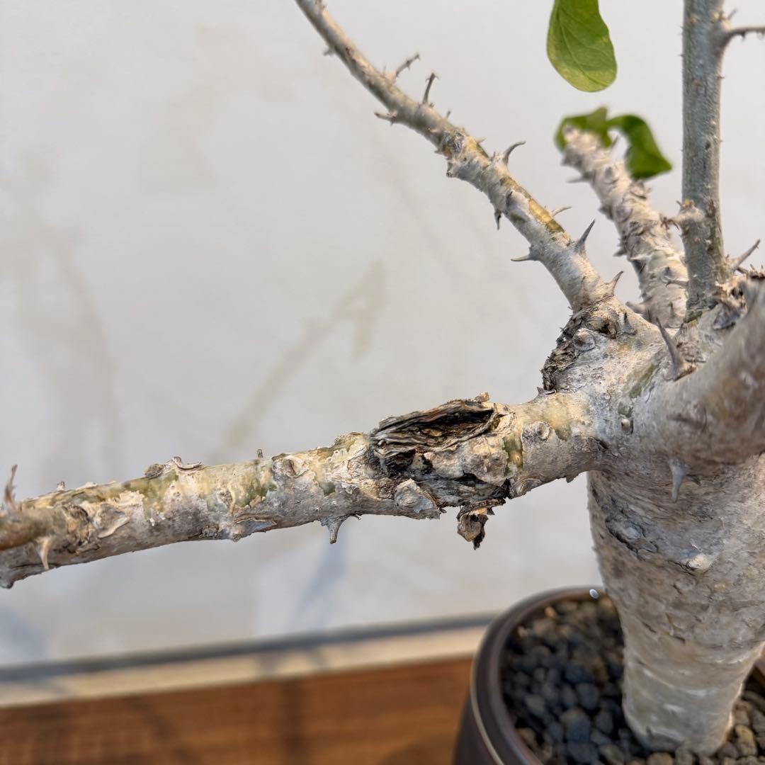 【希少大株】セサモタムナスブッセアヌス 現地球 発根済 塊根植物 サボテン