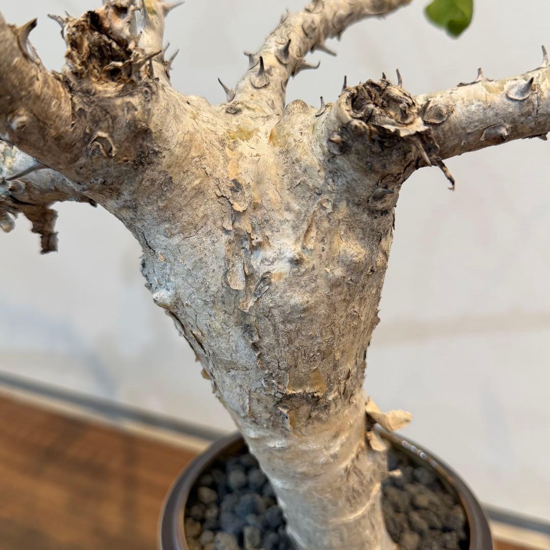 【希少大株】セサモタムナスブッセアヌス 現地球 発根済 塊根植物 サボテン