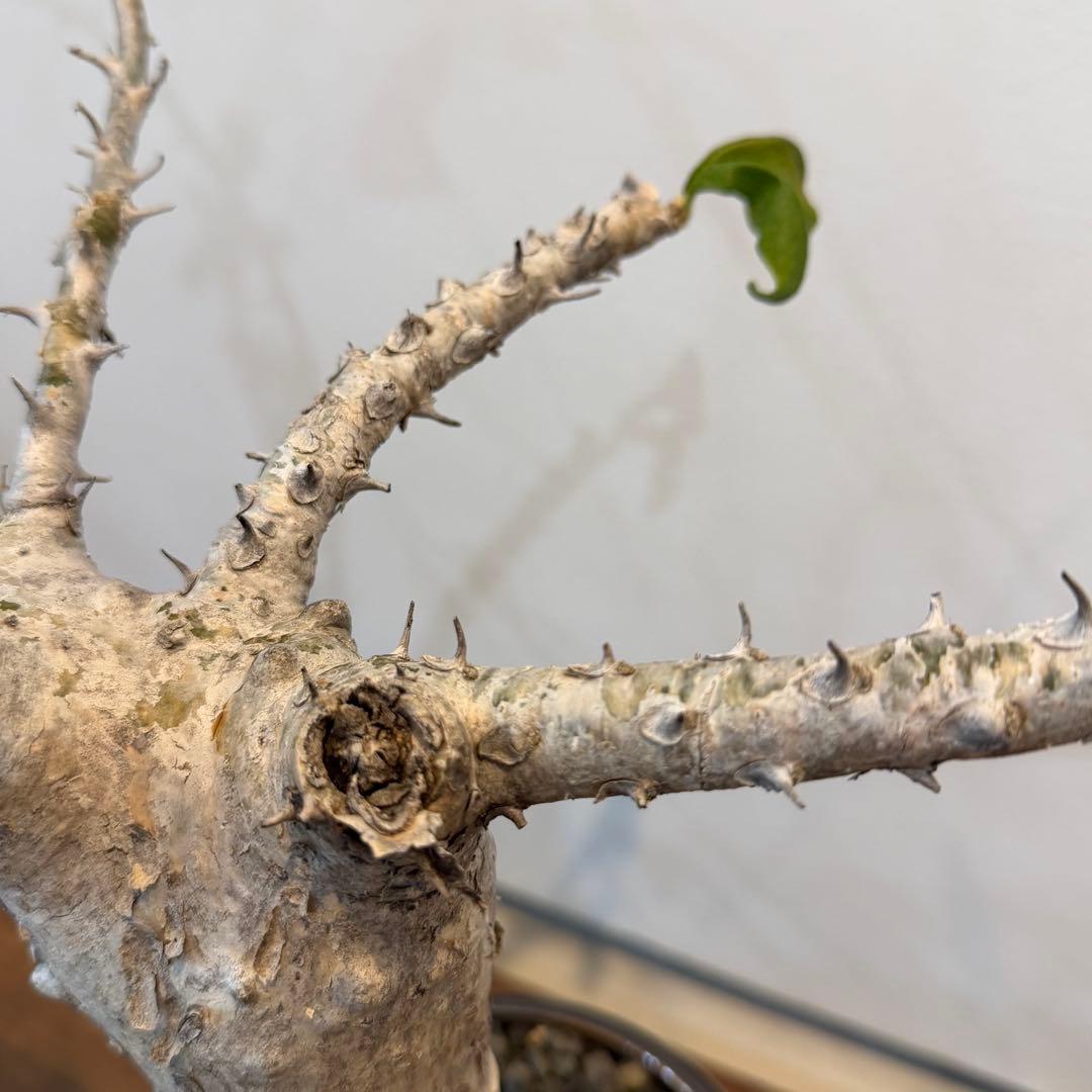 【希少大株】セサモタムナスブッセアヌス 現地球 発根済 塊根植物 サボテン