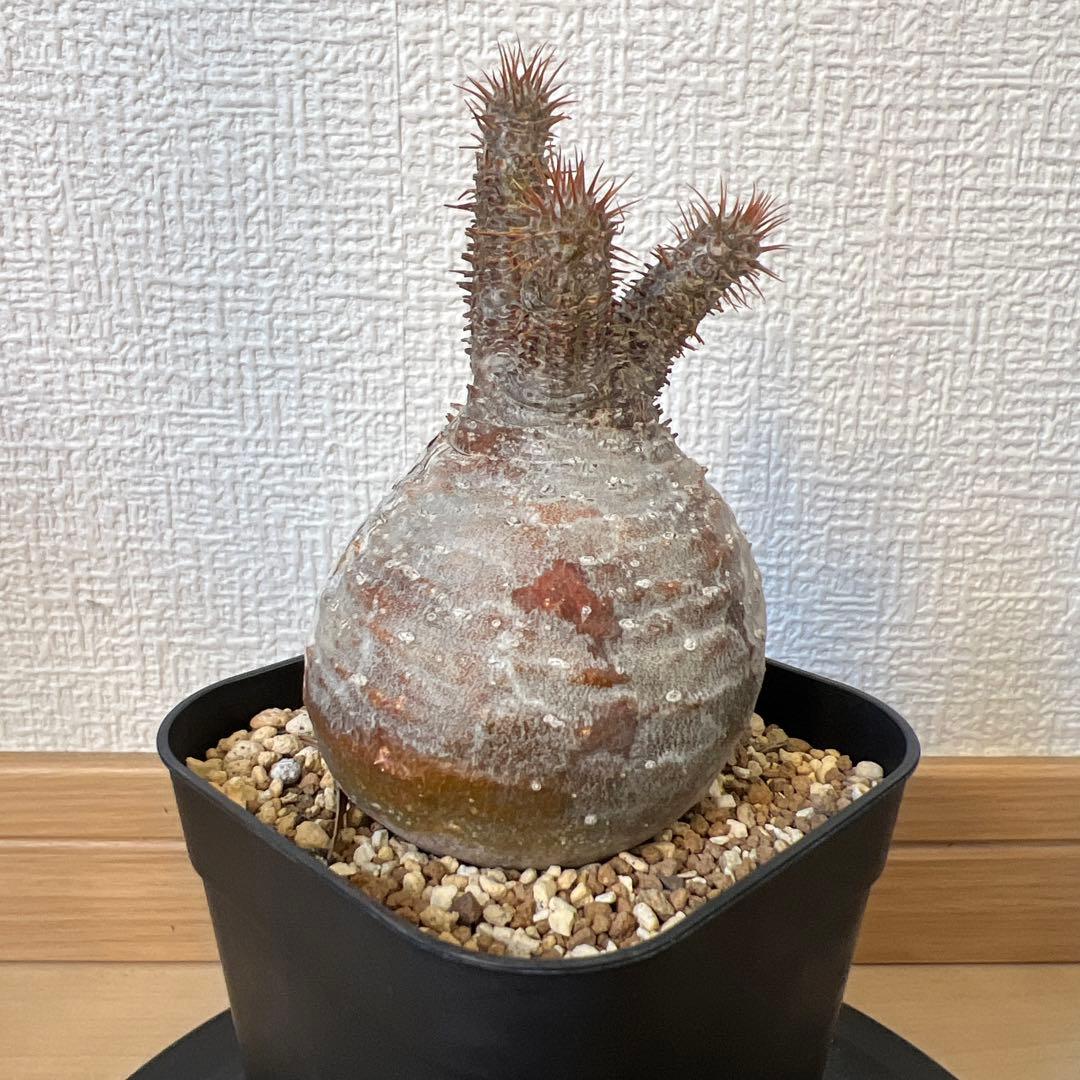 グラキリス　現地球　発根済み