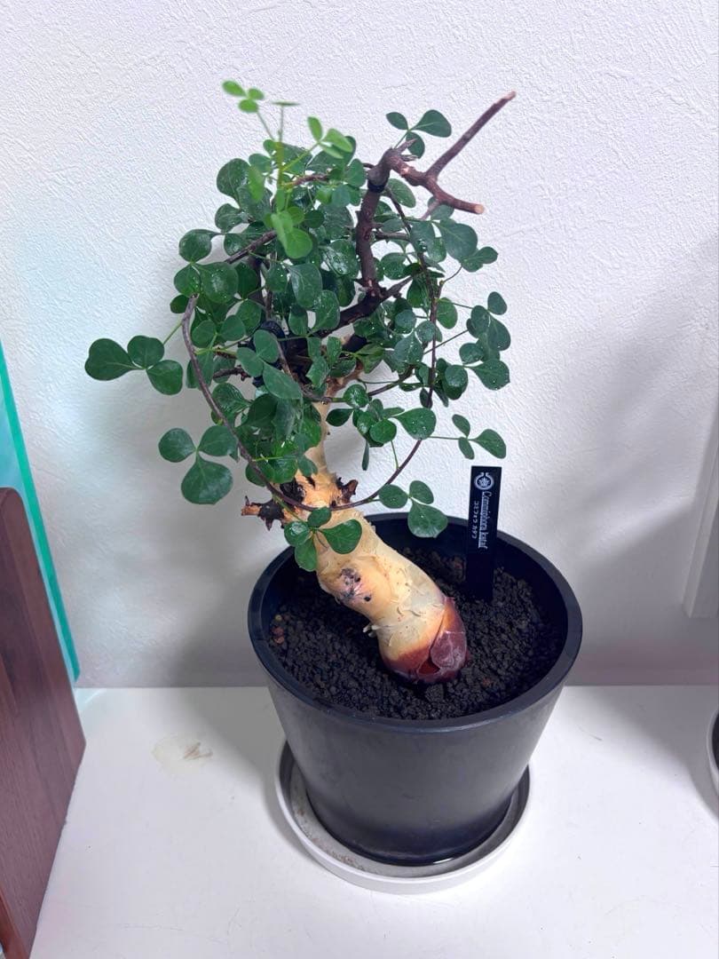 す*ん様 【コレクション株】コミフォラカタフピュア