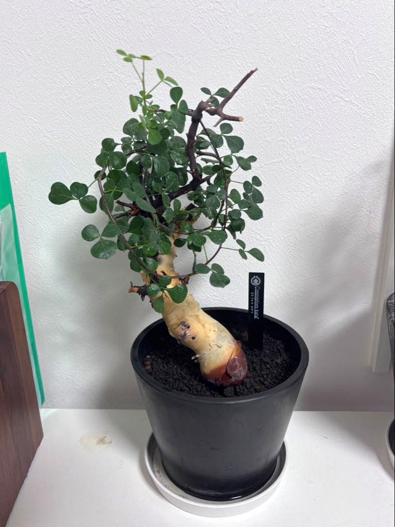 す*ん様 【コレクション株】コミフォラカタフピュア