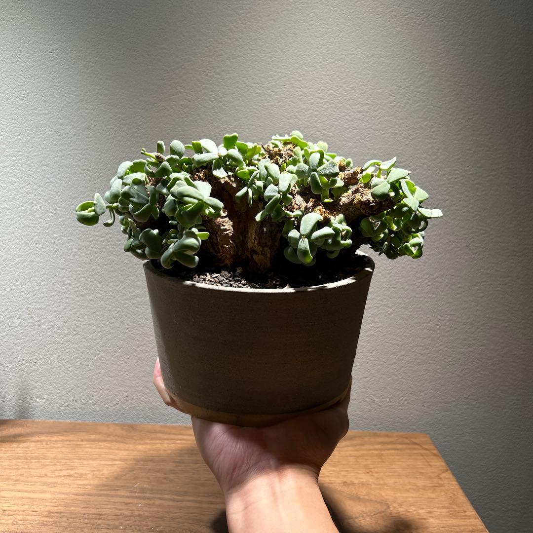 縁側ねこさま専用　ケラリア　ピグマエア　特大株　現地株