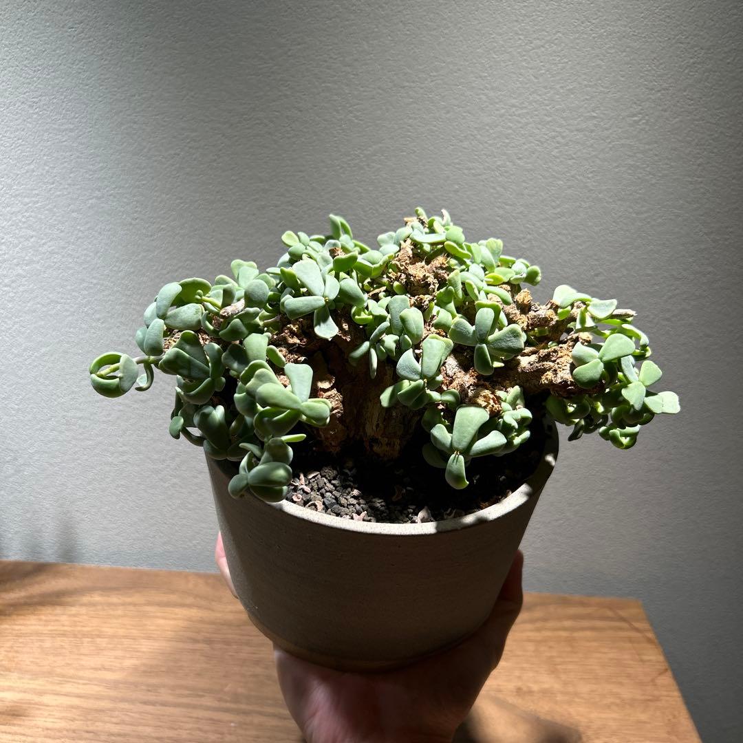 縁側ねこさま専用　ケラリア　ピグマエア　特大株　現地株