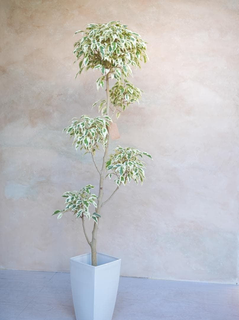 フィカス・ベンジャミン・スターライト 7号｜一点限り｜植物販売 mamidori