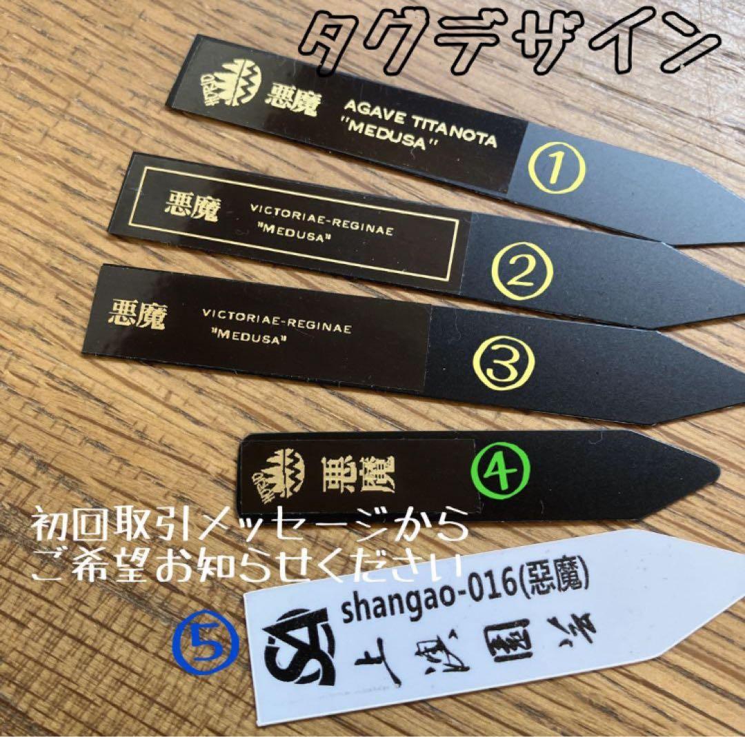 確認用　リクエスト出品用　悪魔TC 上澳園芸　殺菌済み