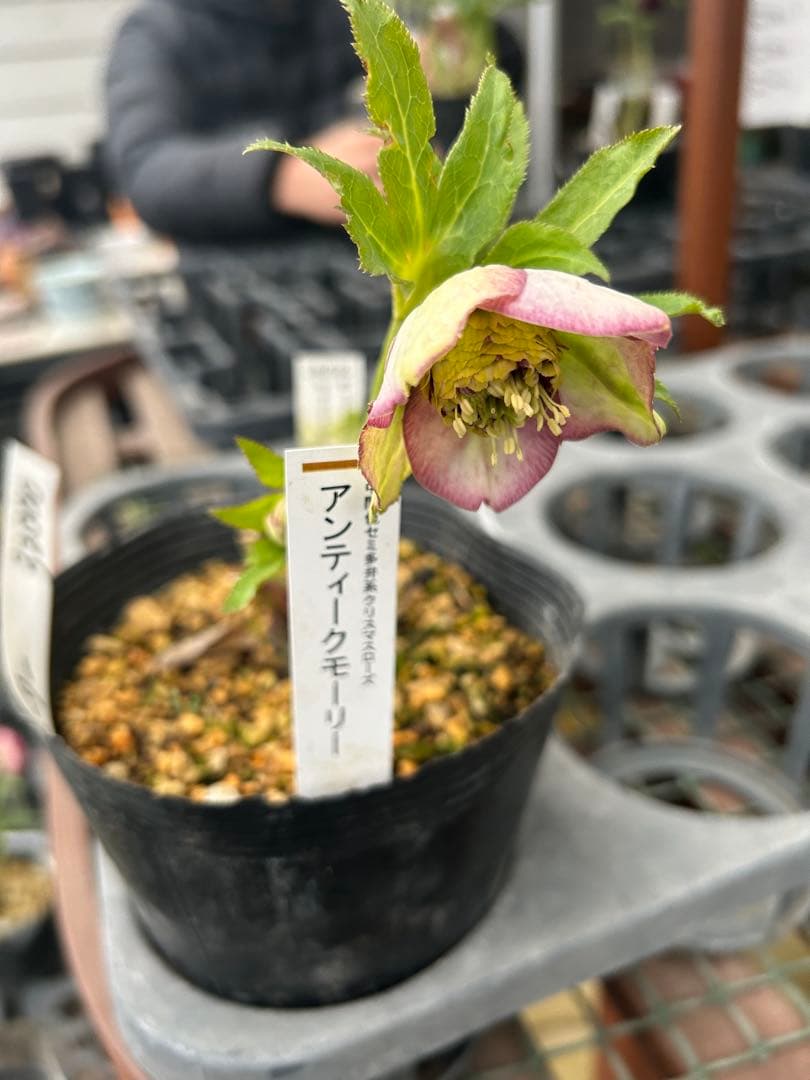 アンティークモーリー 八重咲き 花