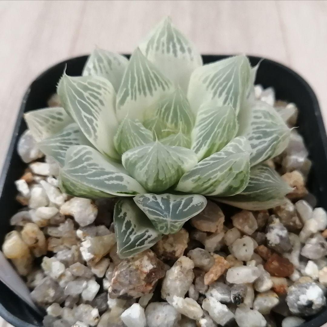 ハオルチア 白蛇伝（中苗　極上斑　小株２つ付き）