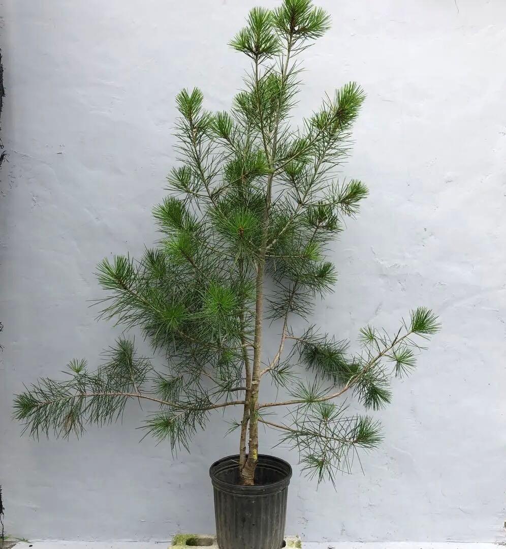 ハクショウ　白松　大型商品