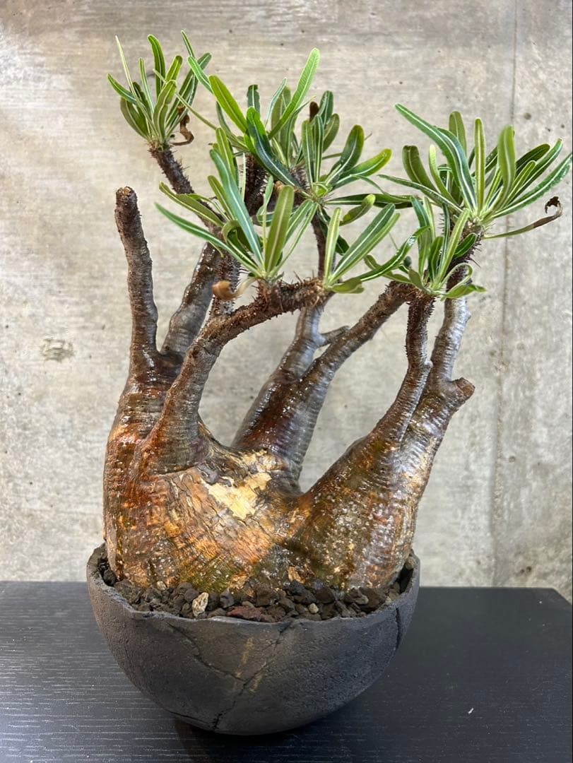 パキポディウムグラキリス　現地球　発根済　グラキリス