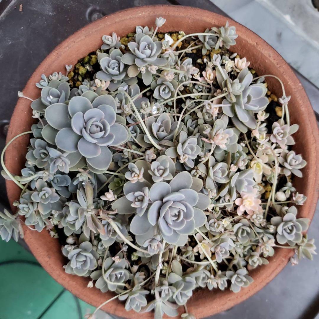 多肉植物 子持ち蓮華錦