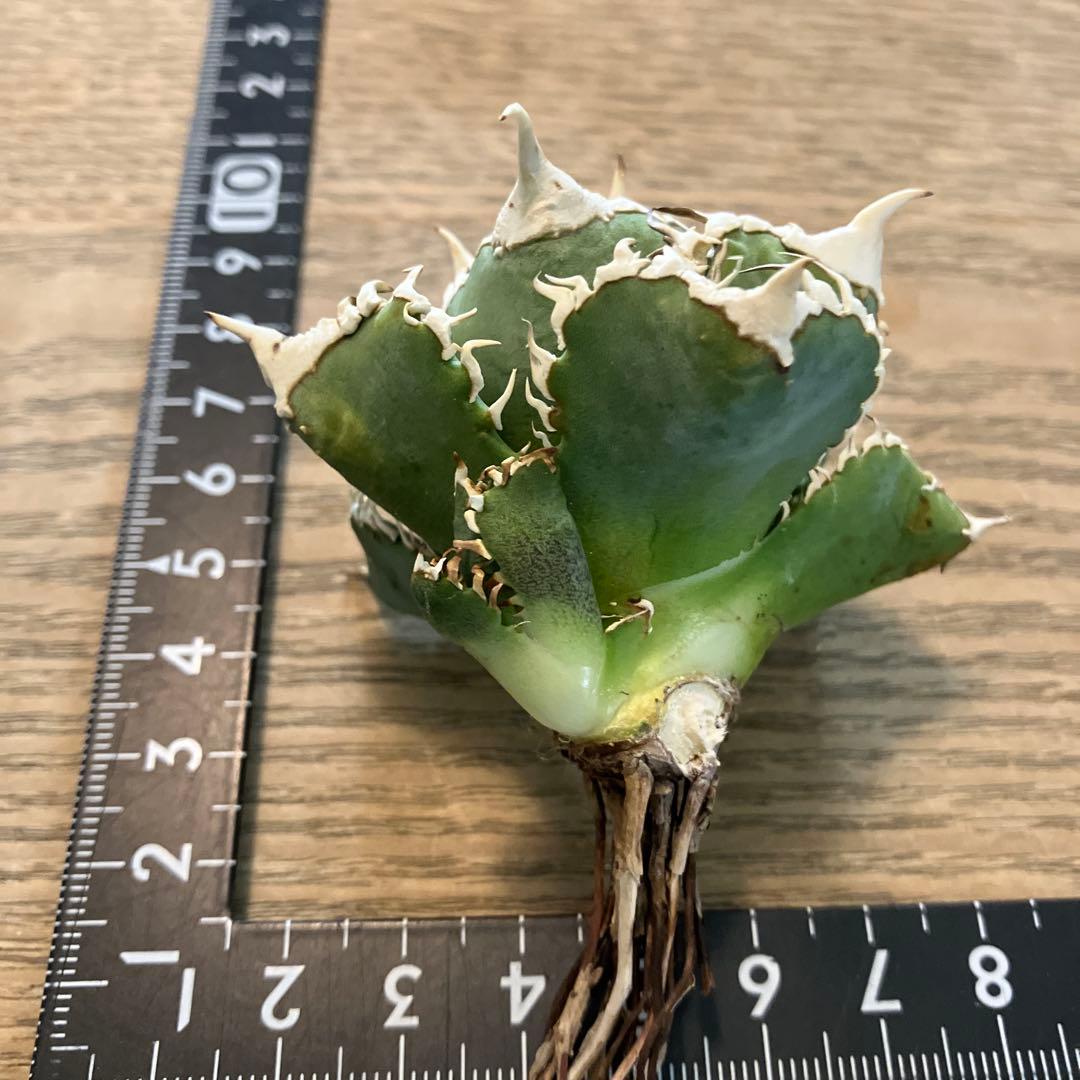 【初売り】64 超選抜　太棘　子株付き　コンパクト　アガベ　白豪刺TC 匿名配送