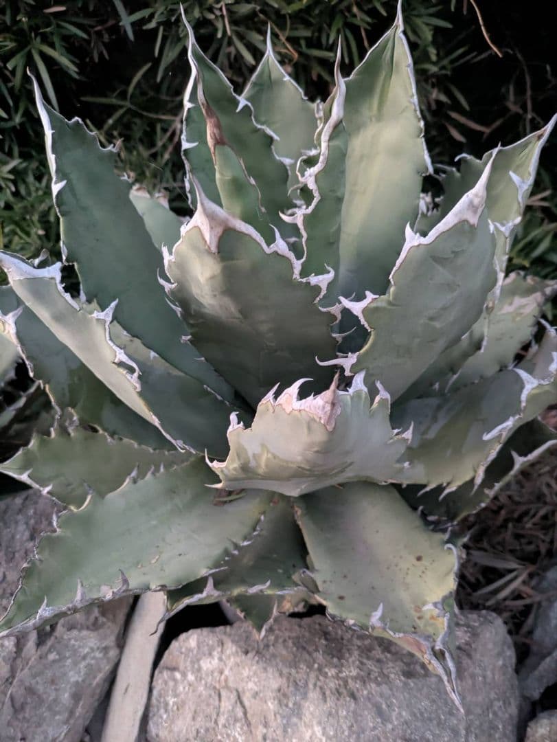 アガベ　オテロイ　超特大　送料込み